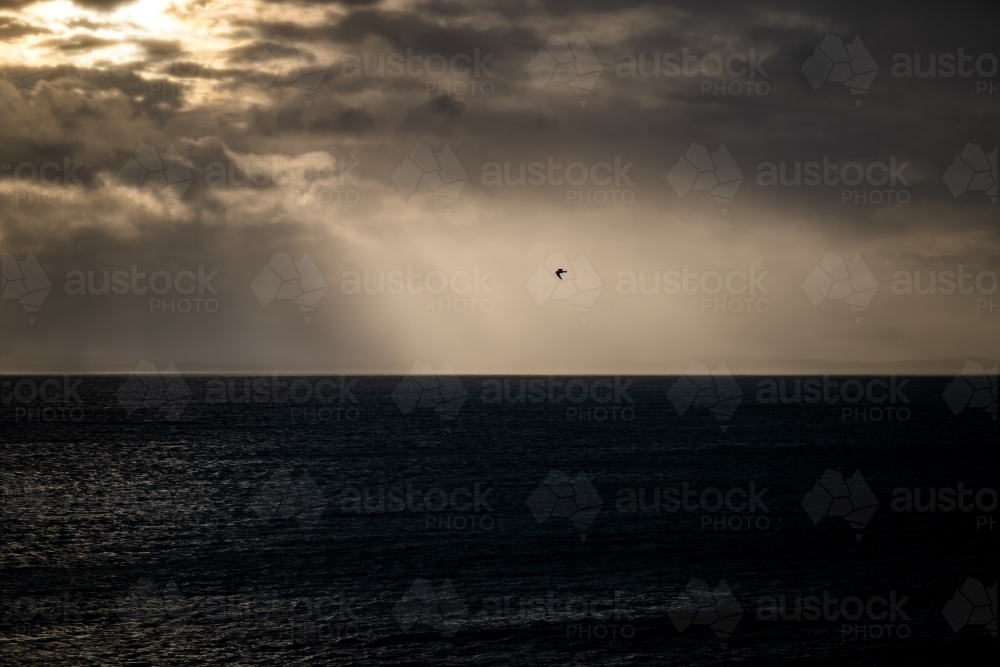 Horizontal shot of a bird flying over the sea at sunset - Australian Stock Image