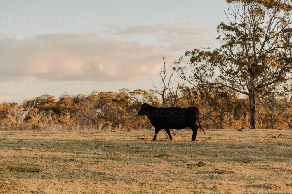 Horizontal shot of a black cow walking through paddock - Australian Stock Image