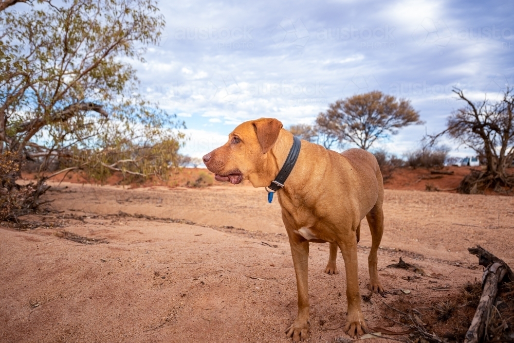 Horizontal shot of a brown dog looking to the side - Australian Stock Image