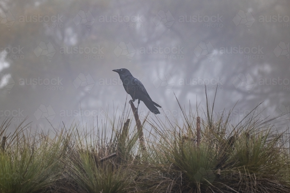 Horizontal shot of a crow sitting on a tree branch in a forest with a foggy background - Australian Stock Image