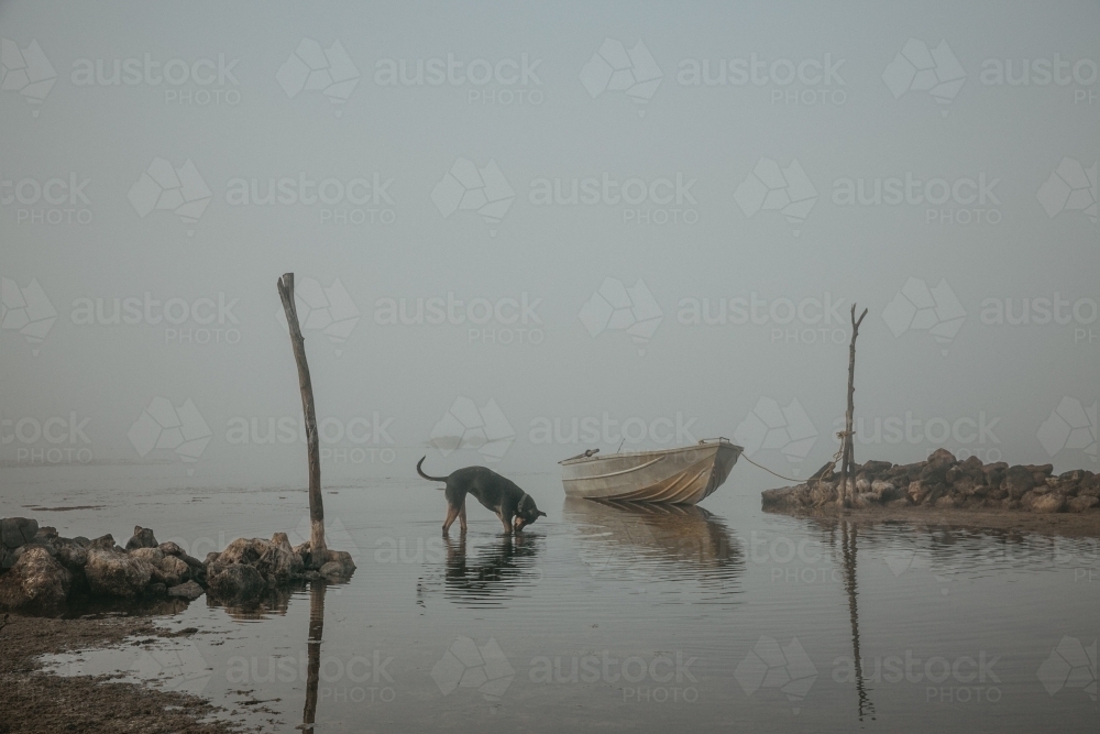 Horizontal shot of a dog and a rowboat on the shore of an inlet on a misty morning - Australian Stock Image
