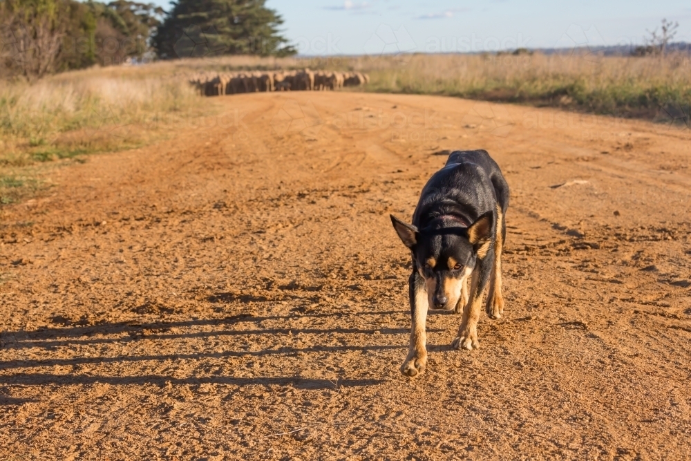 horizontal shot of a dog in the middle of a dirt road with a flock of sheep in the background - Australian Stock Image