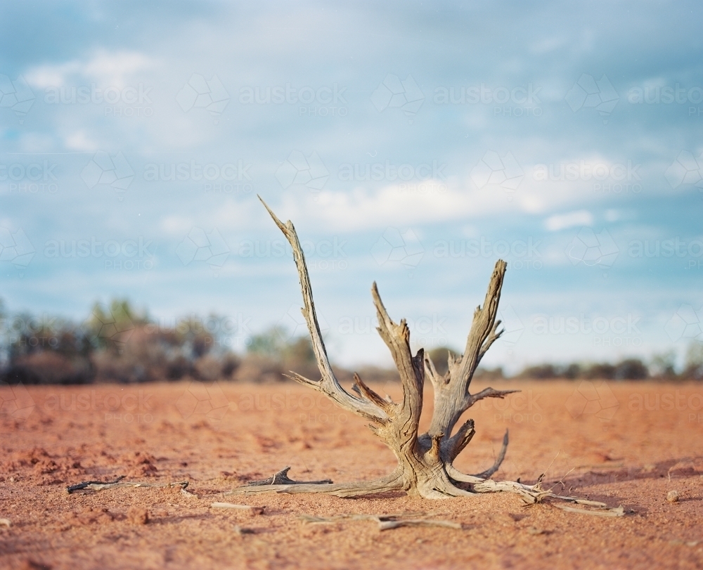 Horizontal shot of a dried tree branch on a sunny day - Australian Stock Image
