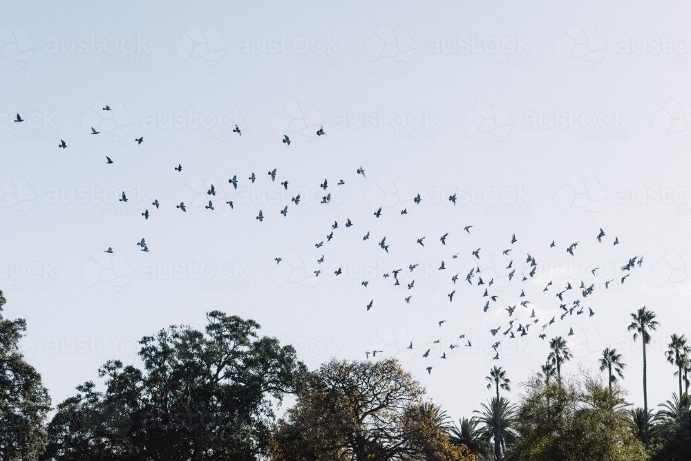 Horizontal shot of a flock of birds at sunset - Australian Stock Image