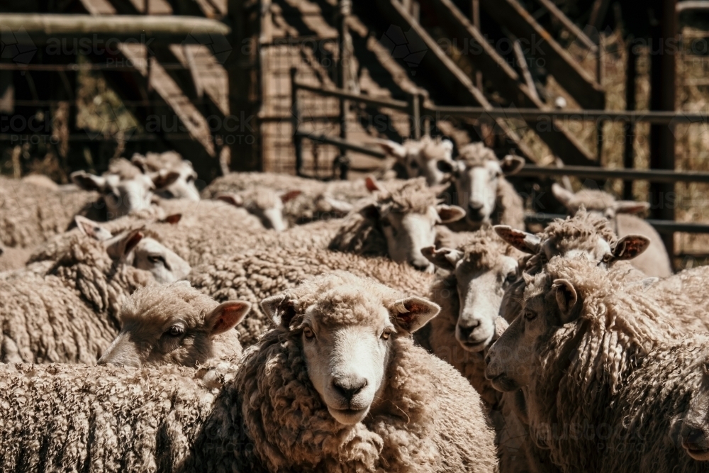 Horizontal shot of a flock of sheep - Australian Stock Image