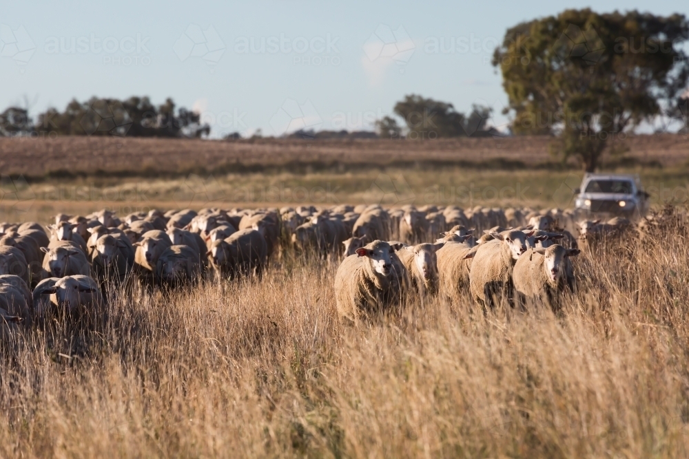 horizontal shot of a flock of sheep in dry field a car behind and with trees in the background - Australian Stock Image