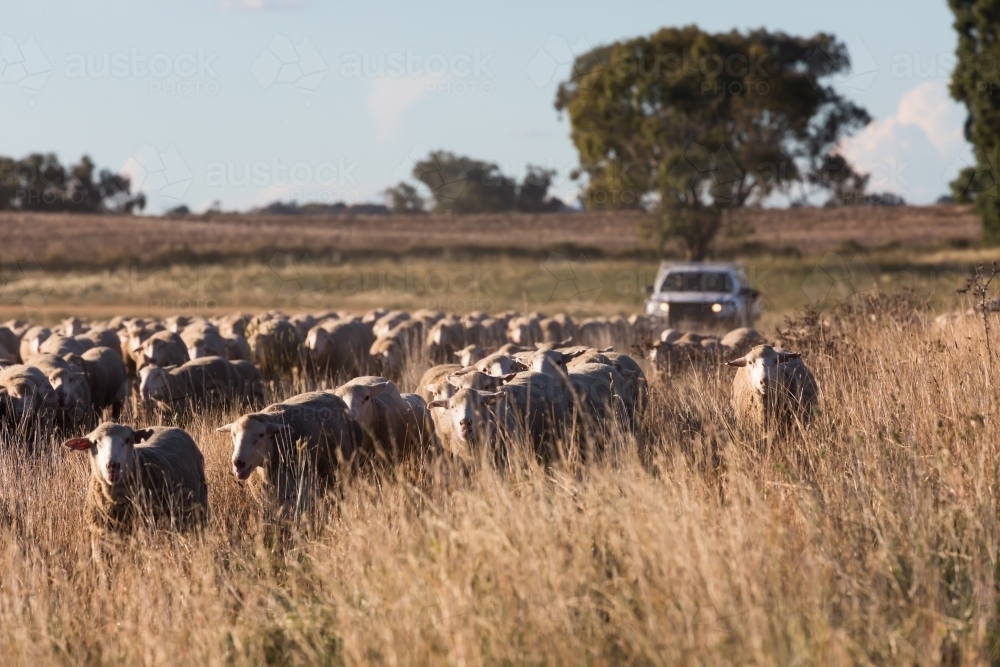 horizontal shot of a flock of sheep in dry field a car behind and with trees in the background - Australian Stock Image