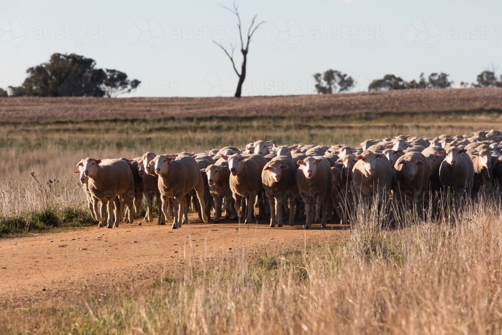 horizontal shot of a flock of sheep in the middle of a dirt road with trees in the background - Australian Stock Image