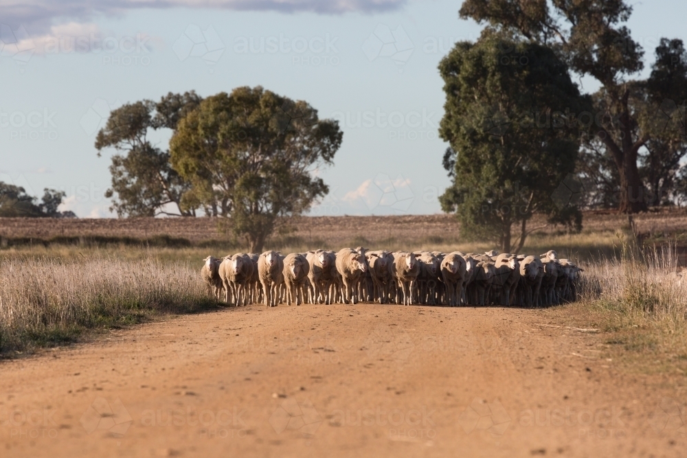horizontal shot of a flock of sheep in the middle of a dirt road with trees in the background - Australian Stock Image