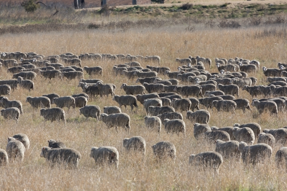 horizontal shot of a flock of sheep on a dry field on a sunny day - Australian Stock Image