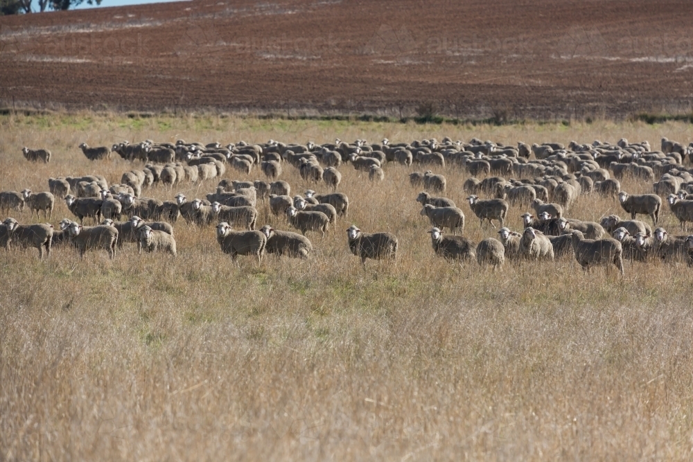 horizontal shot of a flock of sheep on a dry field on a sunny day - Australian Stock Image