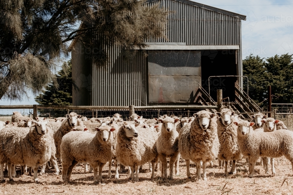 Horizontal shot of a flock of sheep outside a sheep barn - Australian Stock Image