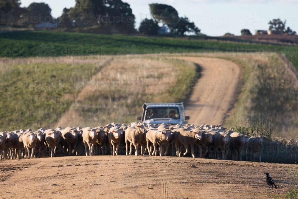horizontal shot of a flock of sheep with a car behind on a dirt road with trees - Australian Stock Image