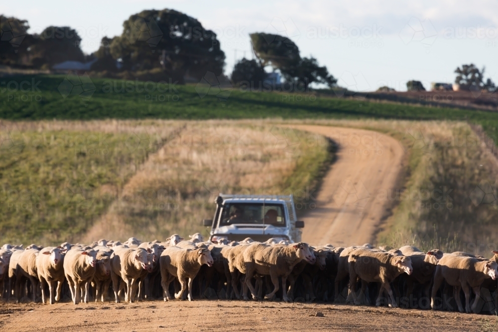 horizontal shot of a flock of sheep with a car behind on a dirt road with trees on sunny day - Australian Stock Image