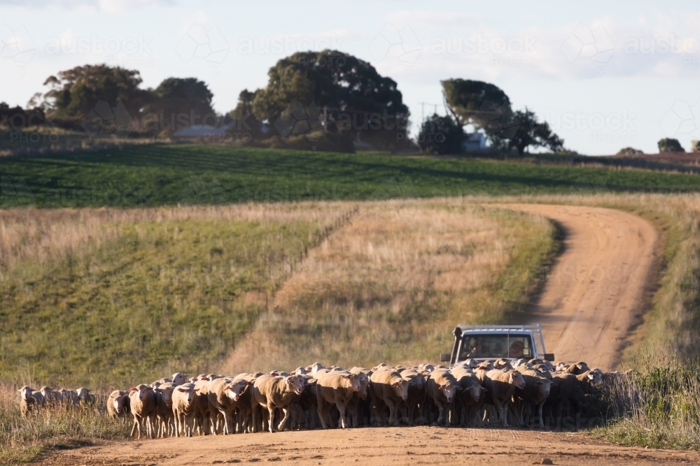 horizontal shot of a flock of sheep with a car behind on a dirt road with trees on sunny day - Australian Stock Image
