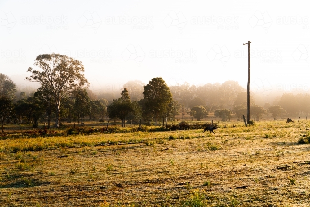 Horizontal shot of a foggy countryside at sunrise - Australian Stock Image