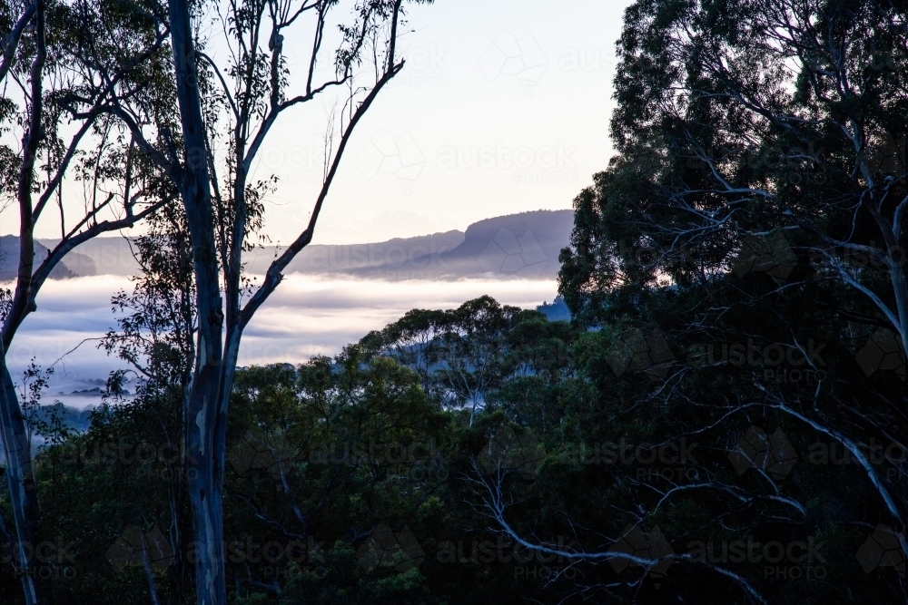 horizontal shot of a foggy landscape with trees and mountains - Australian Stock Image