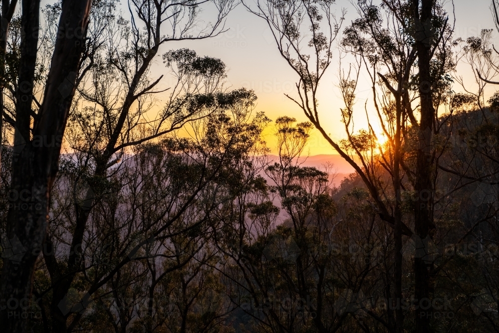 Horizontal shot of a forest at sunset - Australian Stock Image