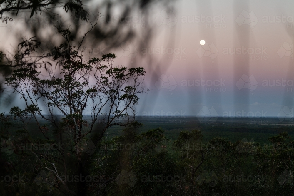 Horizontal shot of a forest on a full moon - Australian Stock Image