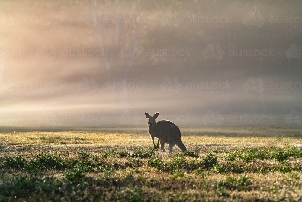 Horizontal shot of a kangaroo in a grassland - Australian Stock Image
