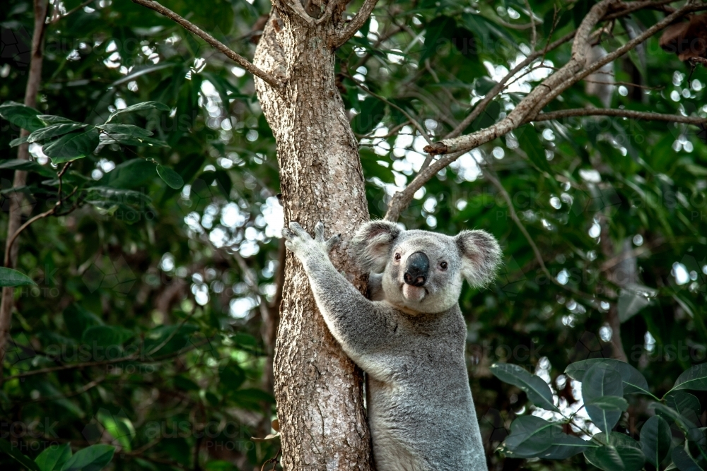 horizontal shot of a koala climbing a tree with leaves in the background - Australian Stock Image