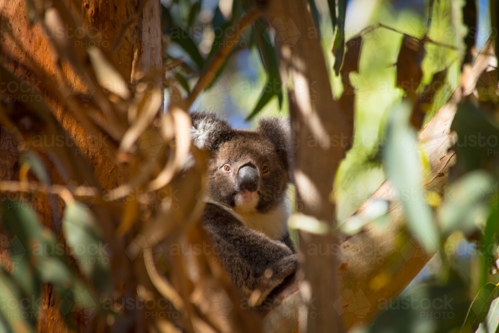 Horizontal shot of a koala looking at camera through branches of a gum tree - Australian Stock Image