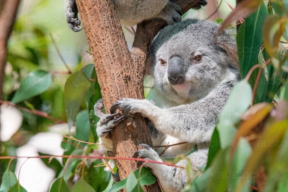 Horizontal shot of a koala nestled on branches of a tree - Australian Stock Image