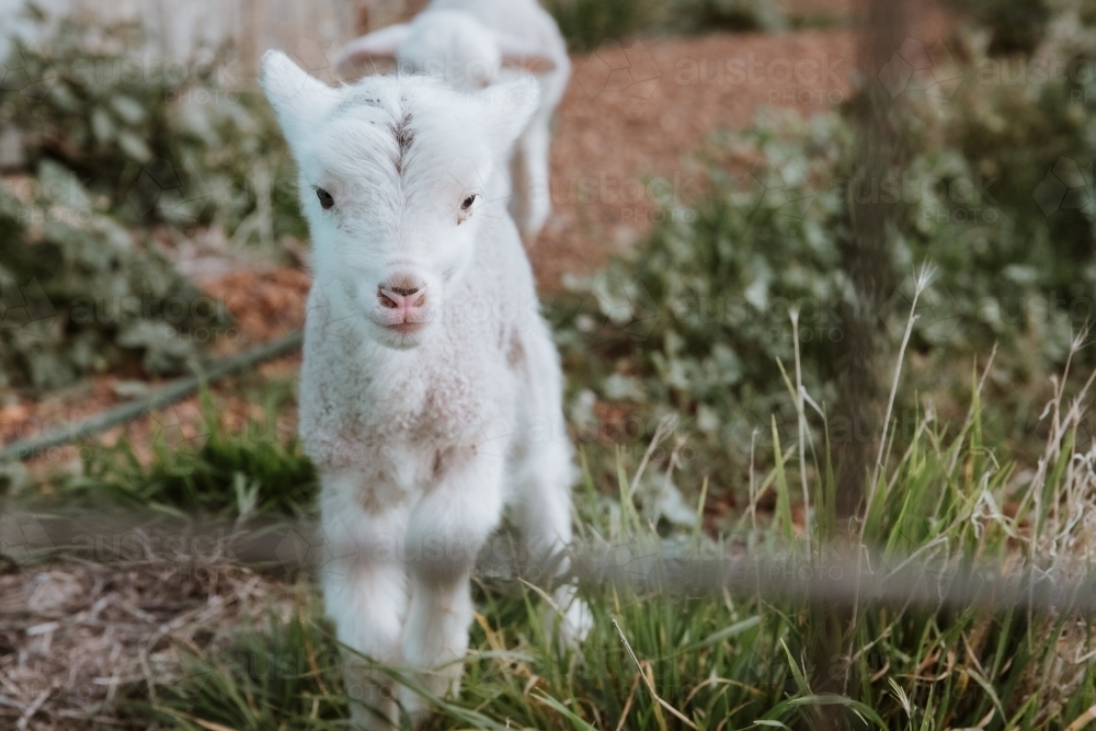 Horizontal shot of a lamb walking on a vegetable garden - Australian Stock Image