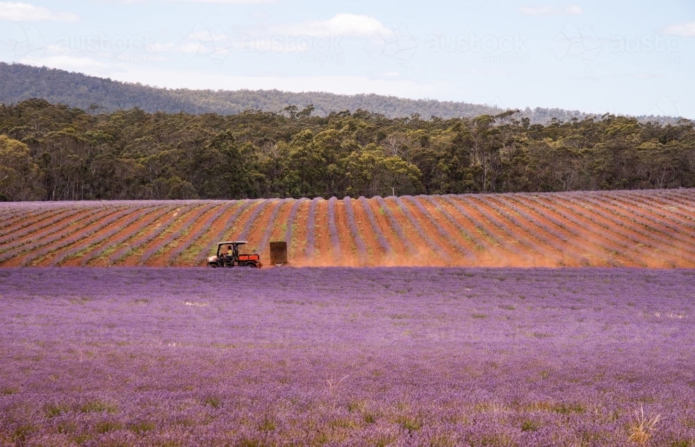 Horizontal shot of a lavender plant farm with tractor - Australian Stock Image