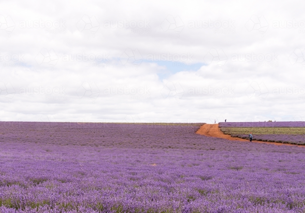 Horizontal shot of a lavender plant field - Australian Stock Image