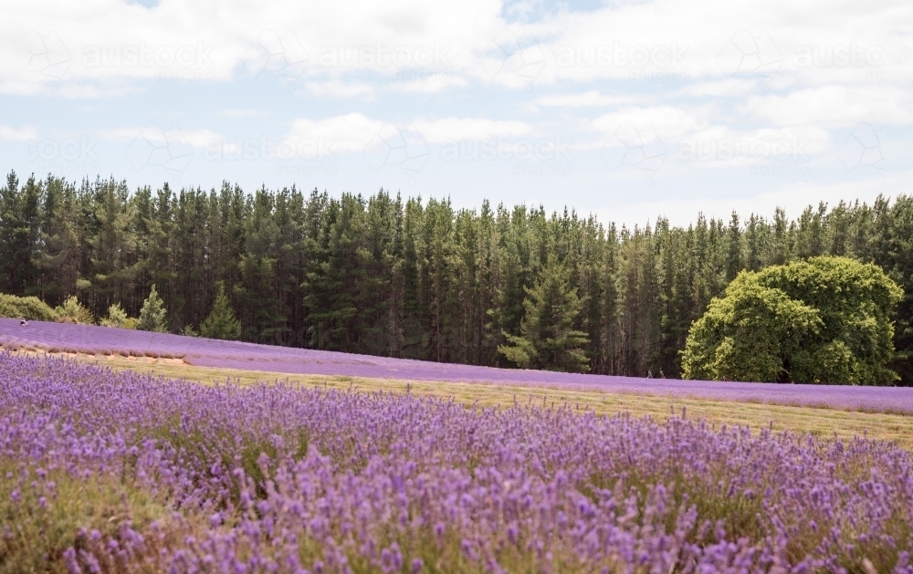 Horizontal shot of a lavender plant field - Australian Stock Image