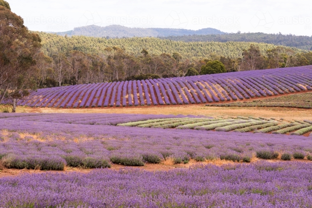 Horizontal shot of a lavender plant field - Australian Stock Image