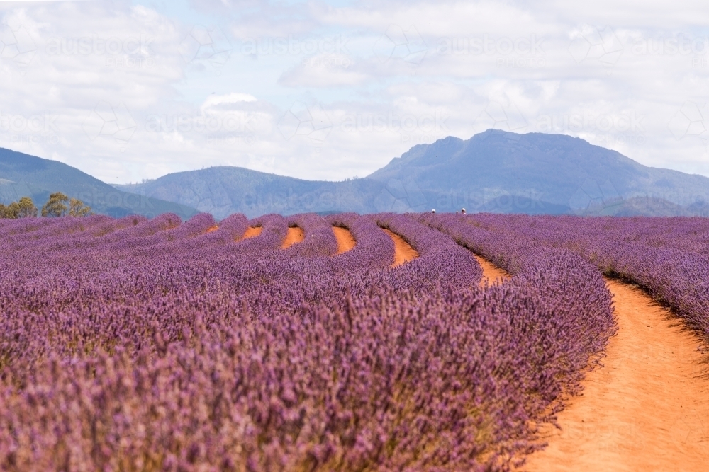 Horizontal shot of a lavender plant field - Australian Stock Image