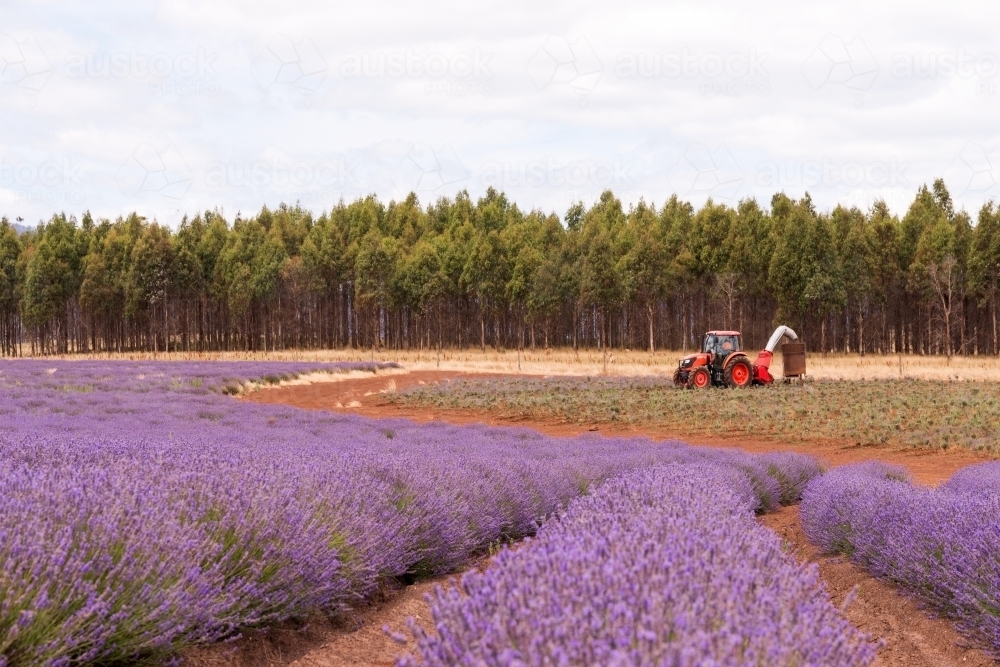 Horizontal shot of a lavender plant field with tractor - Australian Stock Image