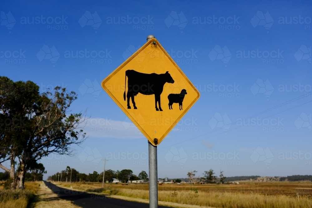 horizontal shot of a livestock crossing road sign with trees, dead grass and blue sky on a sunny day - Australian Stock Image