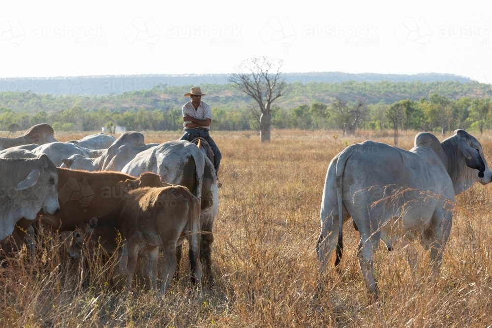 Horizontal shot of a man in his horse mustering cattle - Australian Stock Image