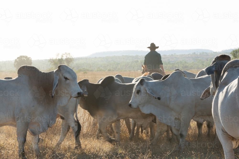 Horizontal shot of a man on horse mustering cattle - Australian Stock Image