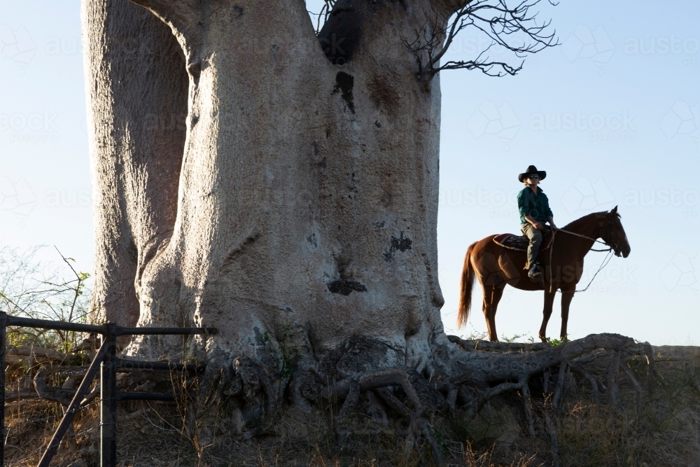 Horizontal shot of a man riding his horse under a big Boab tree - Australian Stock Image