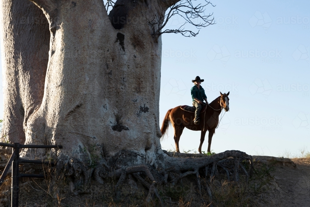 Horizontal shot of a man riding his horse under a big Boab tree - Australian Stock Image