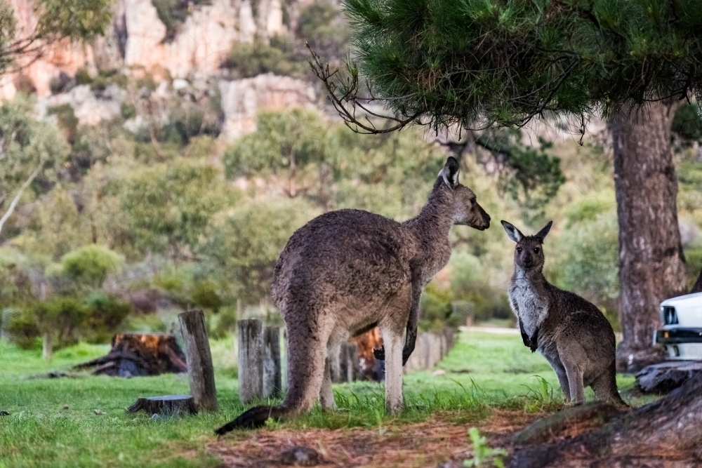 Horizontal shot of a mother kangaroo and her joey - Australian Stock Image