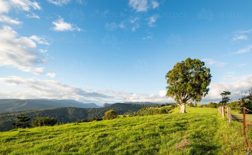 Horizontal shot of a mountain forest landscape - Australian Stock Image