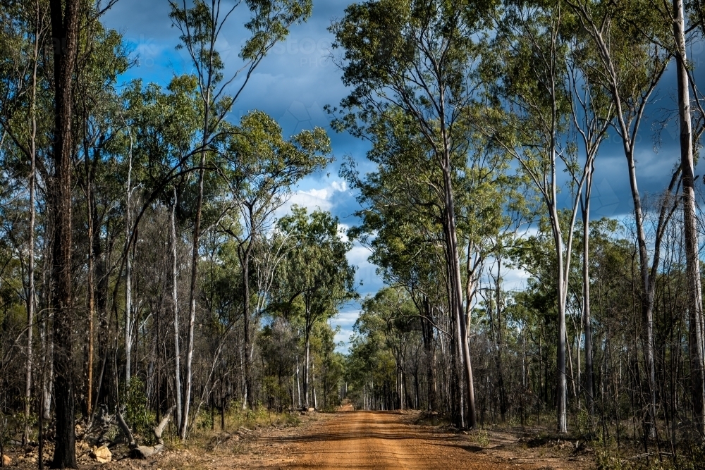 Horizontal shot of a pathway surrounded by trees in a forest - Australian Stock Image