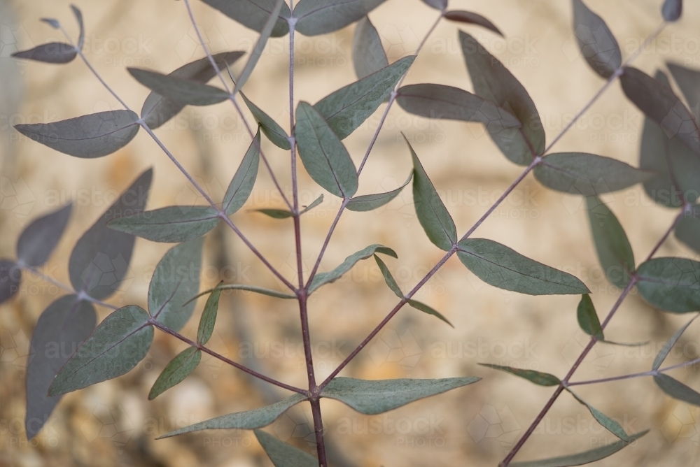 Horizontal shot of a plant leaves - Australian Stock Image