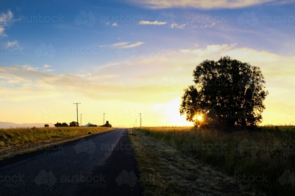 horizontal shot of a road on a sunset afternoon with a silhouette of trees and electrical posts - Australian Stock Image