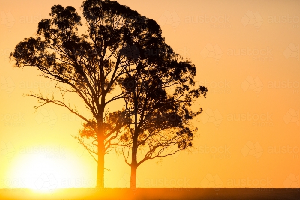 horizontal shot of a silhouette of two trees with a sunset in the background - Australian Stock Image