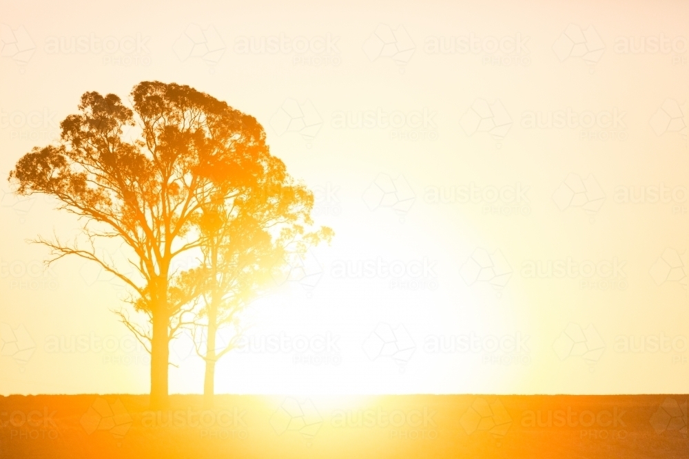 horizontal shot of a silhouette of two trees with a sunset in the background - Australian Stock Image