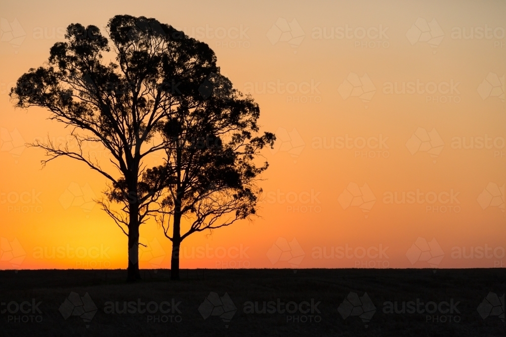 horizontal shot of a silhouette of two trees with a sunset in the background - Australian Stock Image