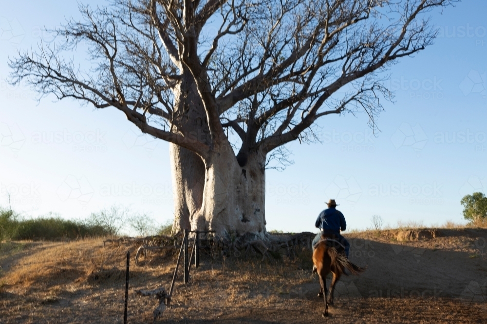 Horizontal shot of a stockman riding his horse towards a large Boab tree - Australian Stock Image