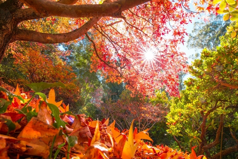 Horizontal shot of a sun shining through bright, colorful autumn trees - Australian Stock Image
