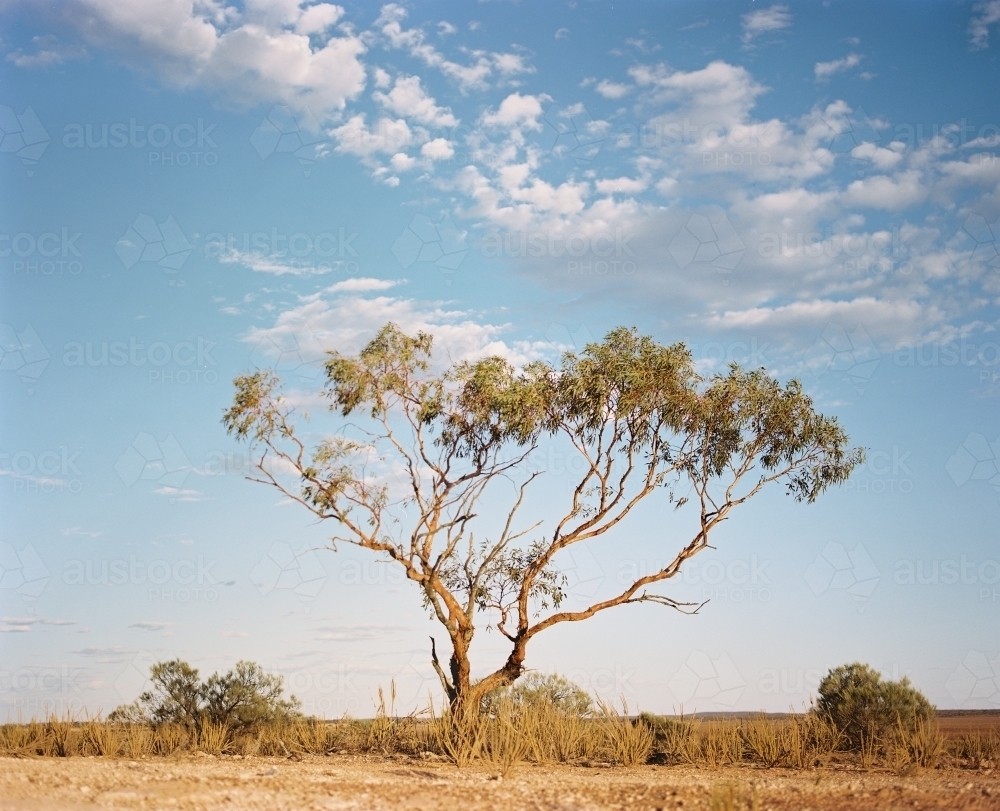 Horizontal shot of a tall tree on a brown field on a sunny day - Australian Stock Image